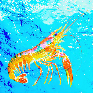 彩虹小龙虾 水中舞姿