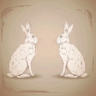 两只兔子对视