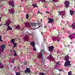 猫咪的花海梦境