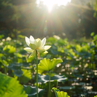 阳光与荷花