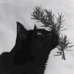 写实猫毛茸茸宠物插画