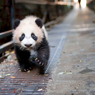 动物小熊猫