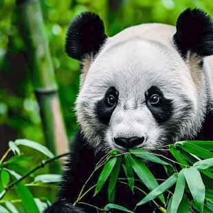 动物小熊猫