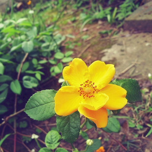 下雨天小黄花