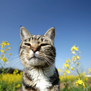 阳光下的小花猫