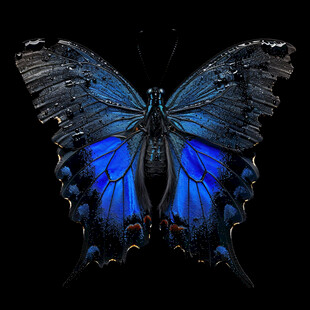 蓝色潮牌高级蝴蝶