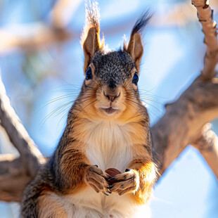 拿橡实的松鼠
