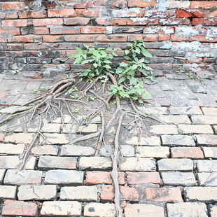 砖缝里的树根