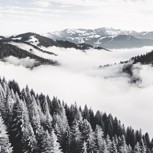 雪山松林晨雾图