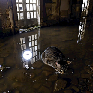 猫在自然灾害面前