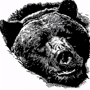漫画灰熊插画
