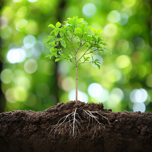 生命绿色植物发芽
