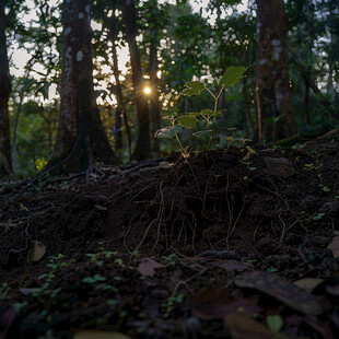 阳光照射在森林地面上