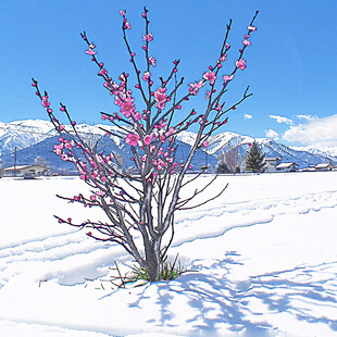 雪桃花雪桃树