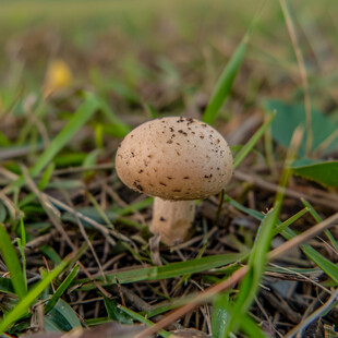 草地野蘑菇