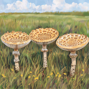 写实蘑菇