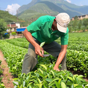 采摘鲜茶叶子