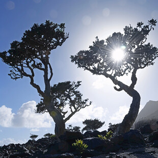 火山岩枯树