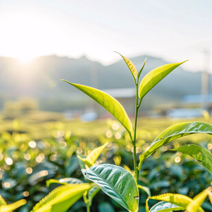 阳光茶芽