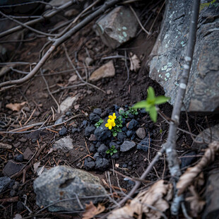 石缝间的小花