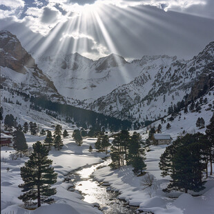 雪地阳光太阳生长