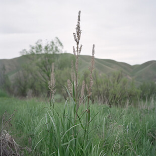 荒草丛狗尾草