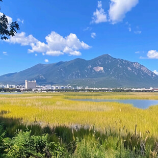 湿地公园滩涂水草远山