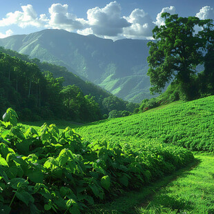 药材种植自然风景