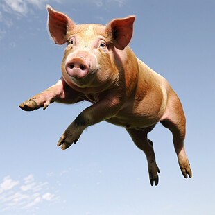 3d卡通猪拍照图