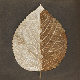 叶脉装饰画