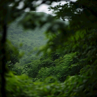 茂密茂盛深山密林