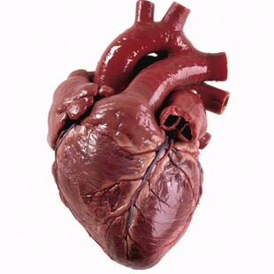 巨大动物心脏