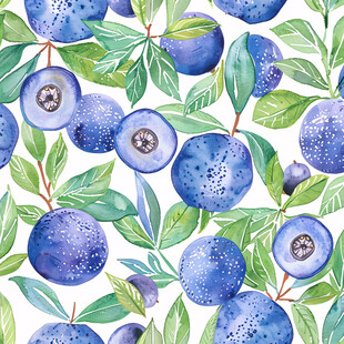 蓝莓水果包装插画