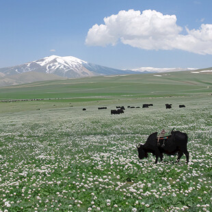 山峦草地牛