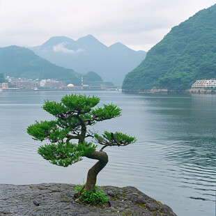 海边的一棵小松树