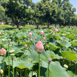 海湾森林公园荷花池