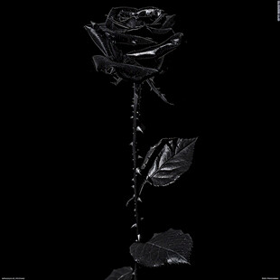 被丢弃的玫瑰花