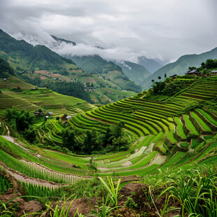 雨中的加榜梯田