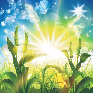 阳光与草丛