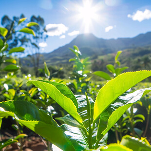 阳光下的茶树