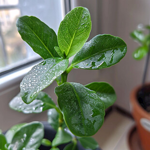 万年青树叶上雨珠