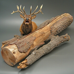 加拿大木雕鹿