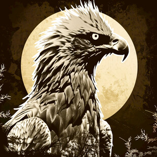 老鹰装饰插画