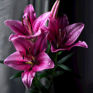 玫红色色百合花