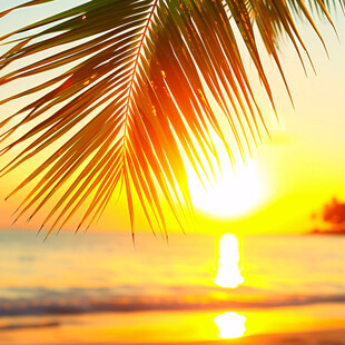 椰子树主图素材