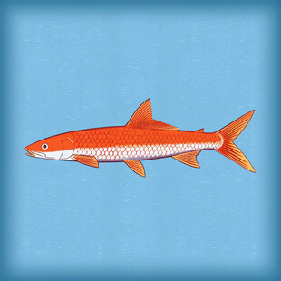 黄河刀鱼插画