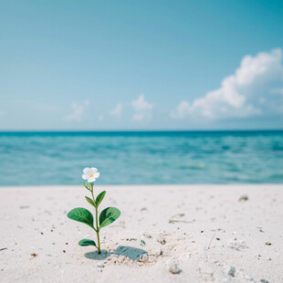 叶子花海边