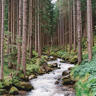 山林树木流水