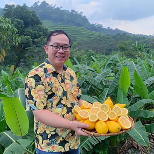 菲律宾高山香蕉