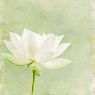 写实画莲花睡莲